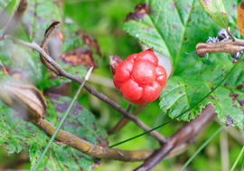 Выбор и удаление цвета