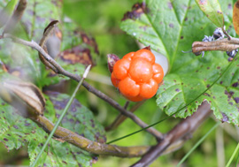 Выбор и удаление цвета