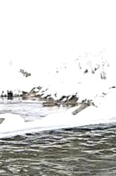 Видеокамера Canon EOS C100