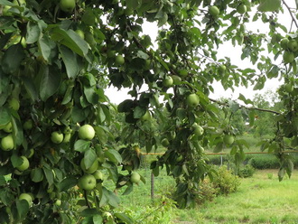 Видеокамера Canon Legria Mini X