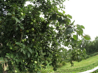 Видеокамера Canon Legria Mini X