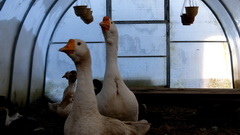 Видеосъемка фотоаппаратом. Fujifilm X-T2