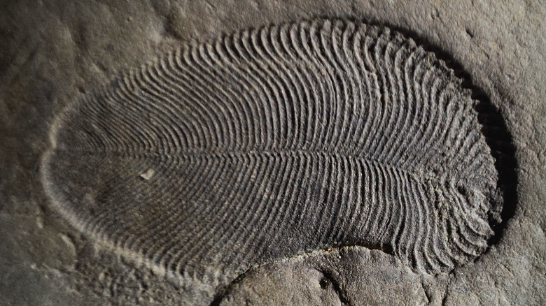 На берегу Белого моря нашли окаменелость самого древнего из известных животных