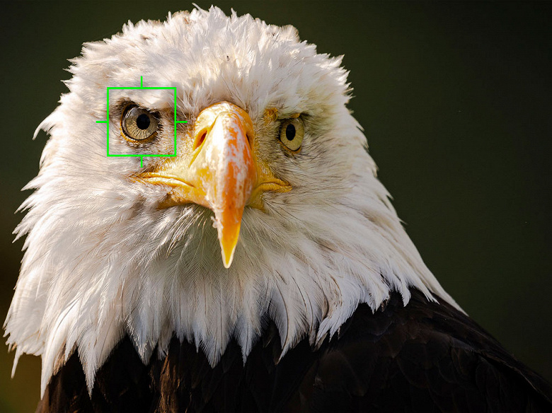 Камеру Olympus OM-D E-M1X научат находить глаз птицы в кадре и фокусироваться по нему
