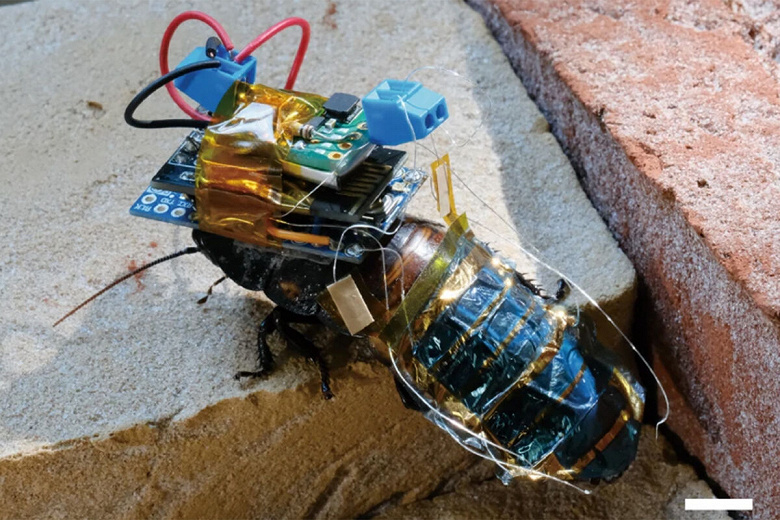 Японские учёные превратили мадагаскарского таракана в киборга с дистанционным управлением