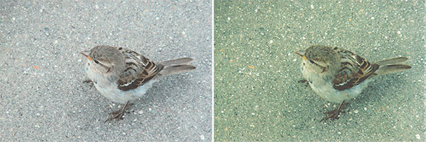 Canon Pixma G3400, копирование