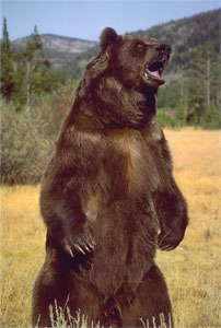 Canon Pixma G3400, печать