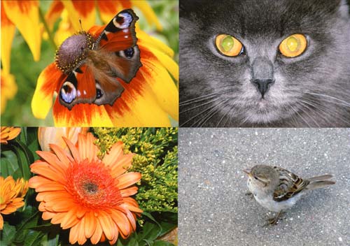 Печать фотографий, фотобумага, максимум dpi