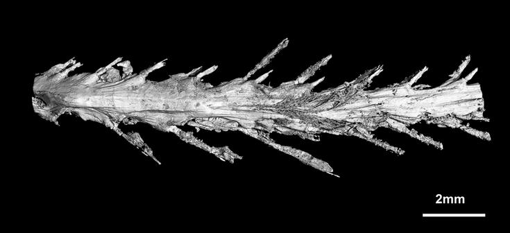 В куске янтаря нашли часть пернатого динозавра возрастом 99 млн лет