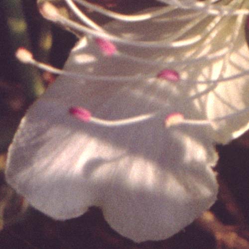 Фрагмент 1:2