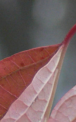 Panasonic Lumix DMC-FZ30