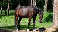 Видеосъемка фотоаппаратом. Fujifilm X-T20