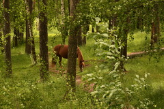 Видеосъемка фотоаппаратом Nikon D500