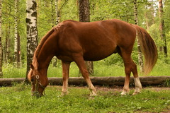 Видеосъемка фотоаппаратом Nikon D500