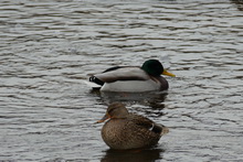 Видеосъемка фотоаппаратом Panasonic DMC-FZ1000