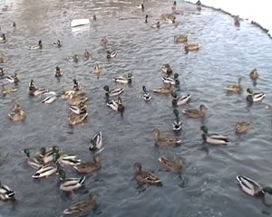 JVC GR-D93E, jvc.mpg, 4,9 MB