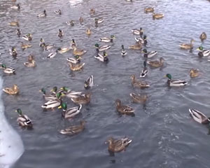 SONY DVD-403E, sony.mpg, 5,0 MB