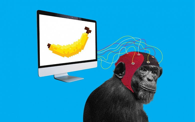 Компанию Neuralink Илона Маска обвиняют в том, что она подвергала обезьян «чрезвычайным страданиям»