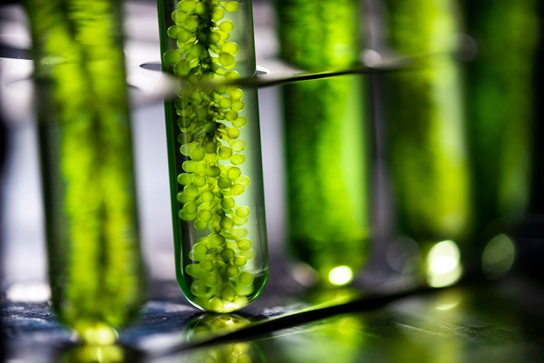 Химики создали систему искусственного фотосинтеза для производства этанола, метана и других видов биотоплива