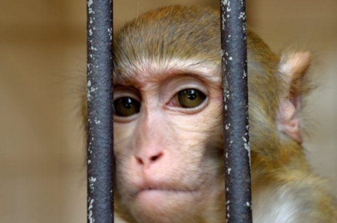 В России зафиксирован первый случай оспы обезьян