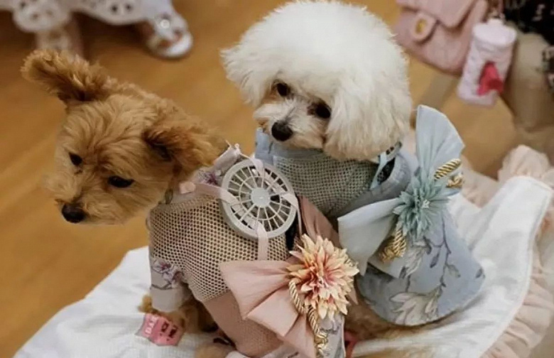 В Японии придумали «умную» одежду для кошек и собак — она охлаждает питомцев в жару