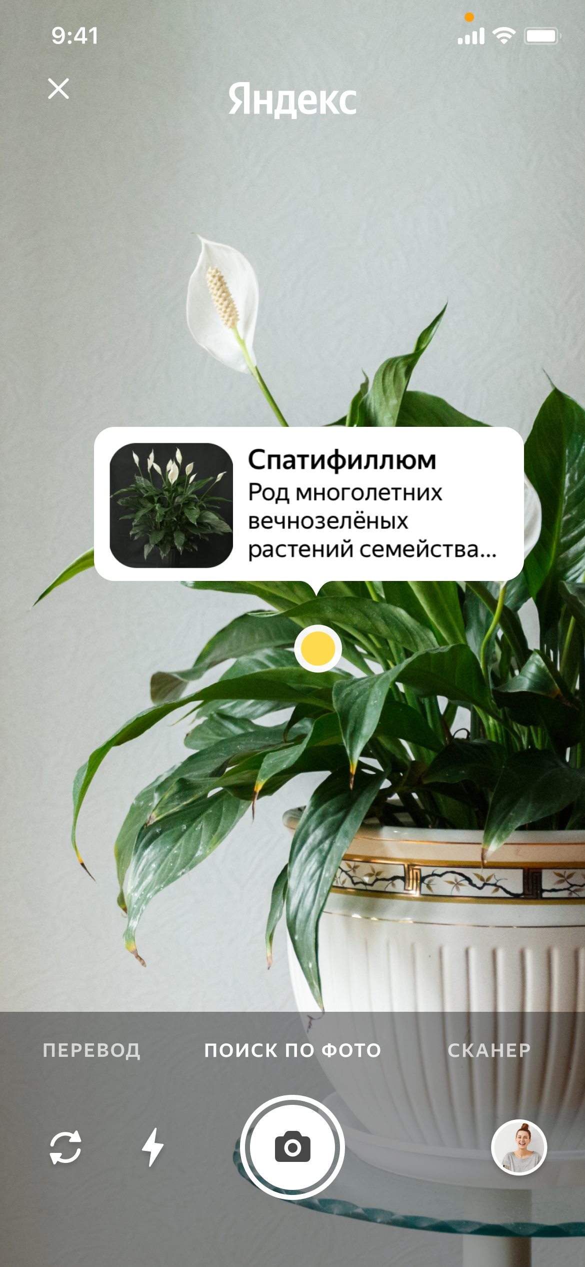 Определитель Растений Онлайн По Фото Яндекс
