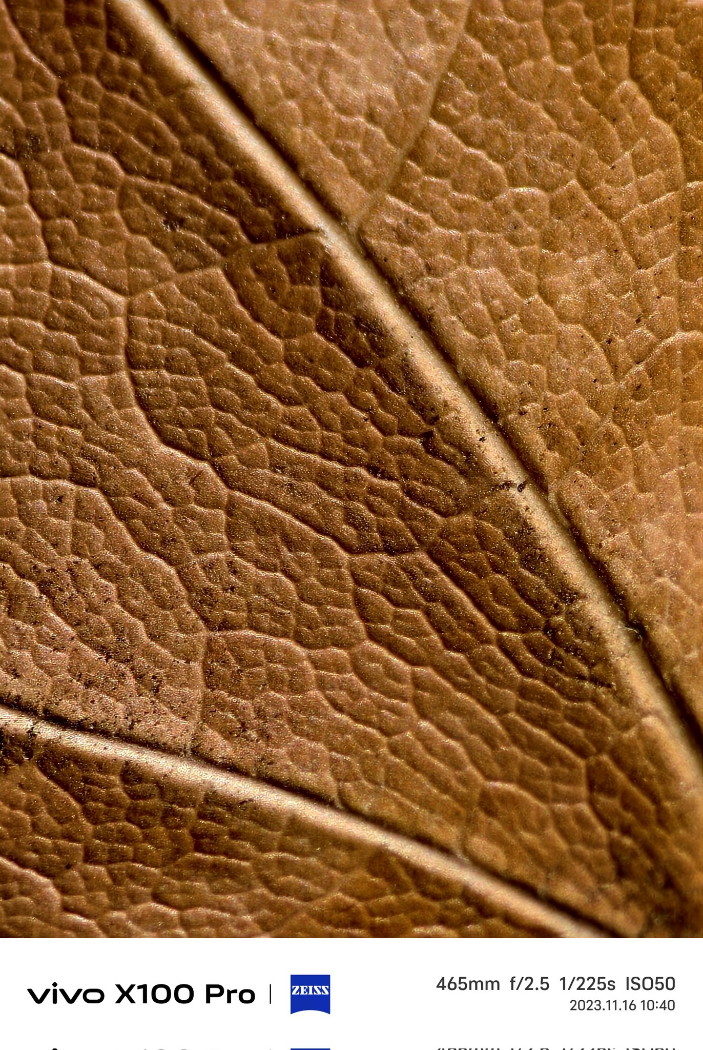 Почему на vivo. Лист фикуса текстура. Фикус лирата лист текстура. Текстура листа фикуса для 3dsmax. Lyrata Leaf texture.