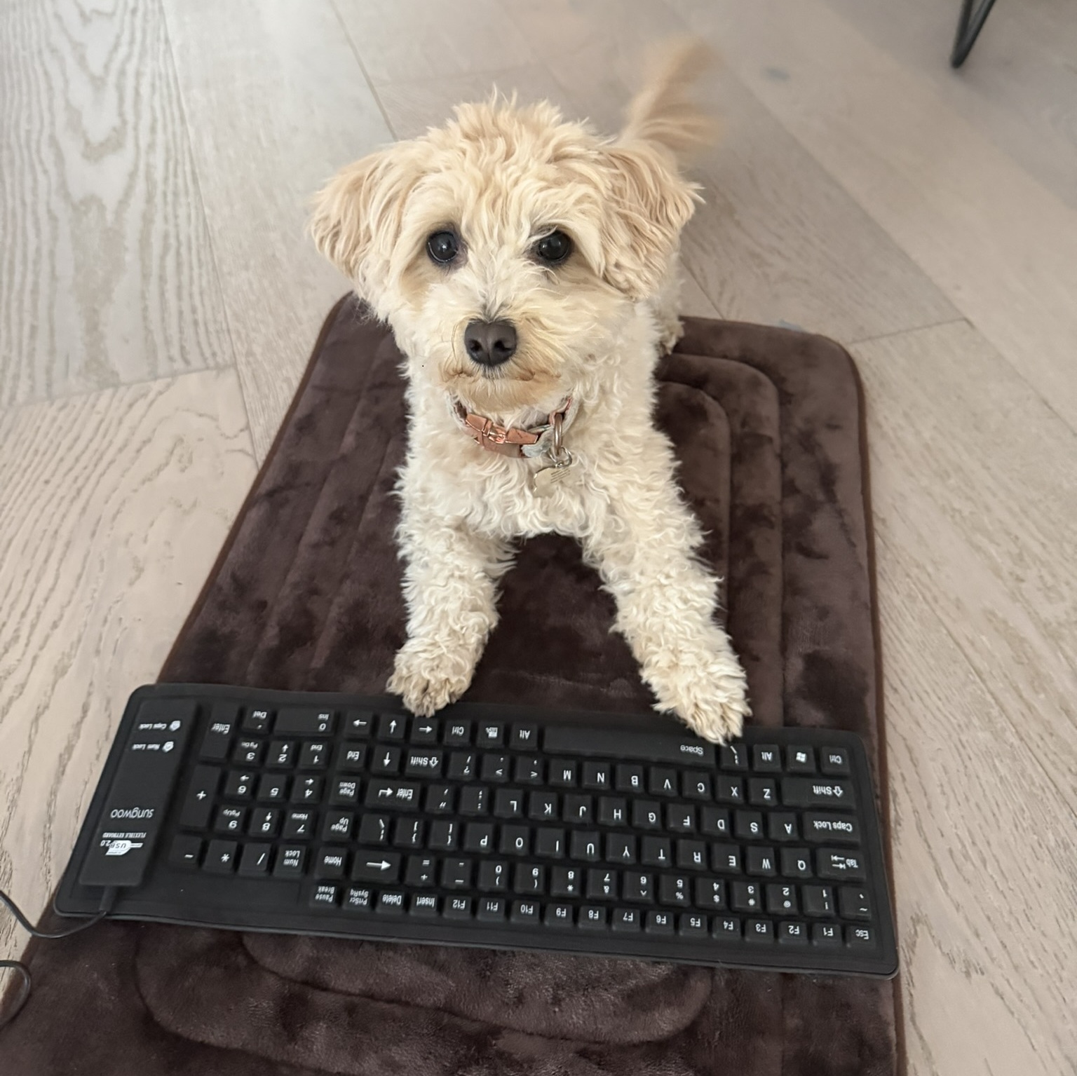 Энтузиаст «научил» свою собаку вайб-кодингу, и теперь она создаёт игры. В процессе ИИ Claude Code собирает код из хаотично нажатых собакой символов