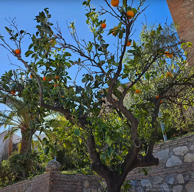 Младшая модель Samsung Galaxy S23 снимает лучше, чем Google Pixel 7 Pro. Появилось новое сравнение