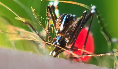Возможности Huawei Mate 60 Pro+ показали при съёмке комара за работой