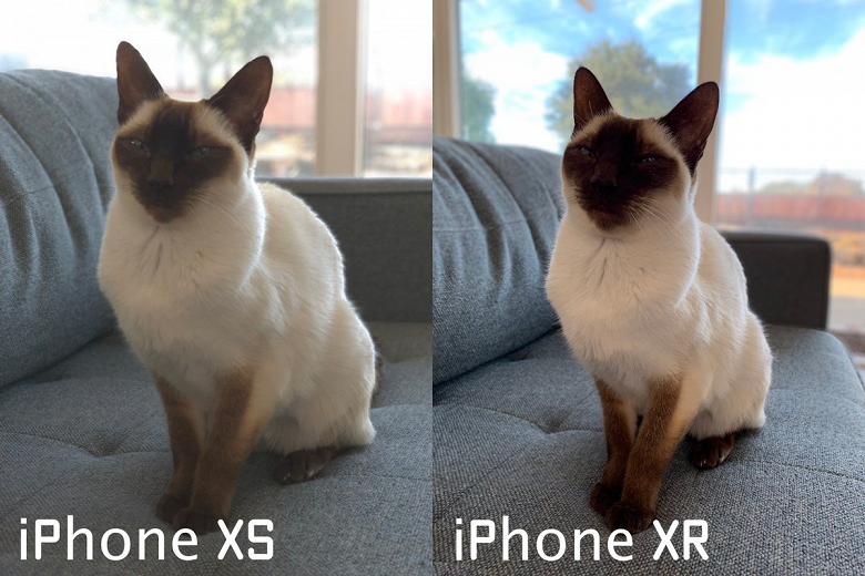 iPhone XR научили делать портретные снимки котиков 