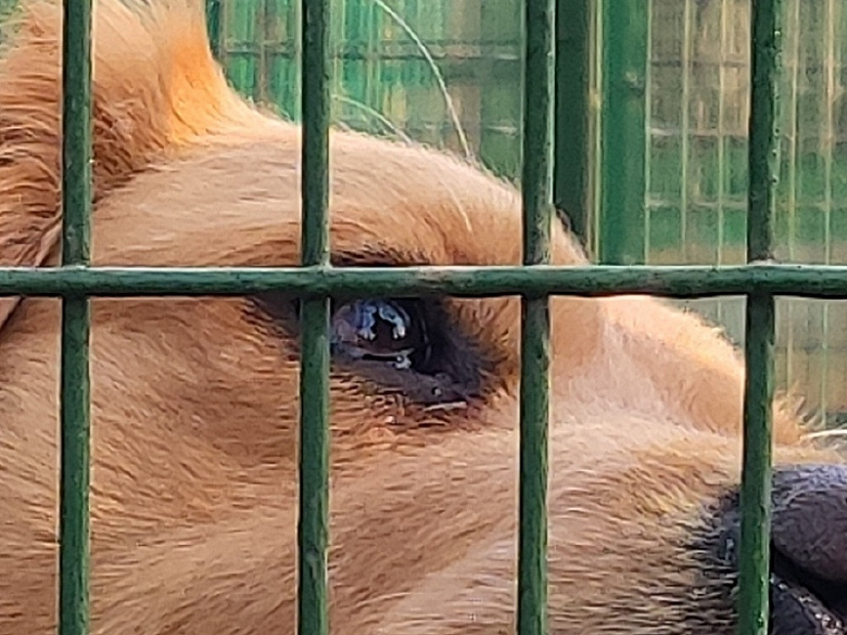 Золотистые ретриверы и крабы позволяют оценить возможности камеры флагманского смартфона Xiaomi Mi 9