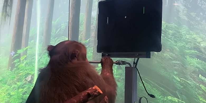 Илон Маск показал миру обезьяну с нейрочипом, которая играет в Pong силой мысли