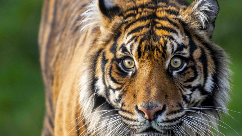 «Тигр» поможет Samsung победить iPhone в Северной Америке