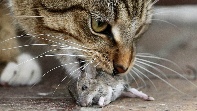 Энтузиаст создал заслонку с ИИ, чтобы помешать своей кошке приносить в дом мёртвых мышей и птиц