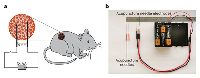 Генами человека будут управлять для лечения диабета и не только: эксперимент на мышах прошёл успешно