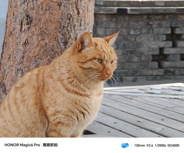 Так снимает &laquo;Орлиный глаз&raquo; Honor Magic6 Pro. Опубликованы примеры фото, сделанные камерой нового флагмана