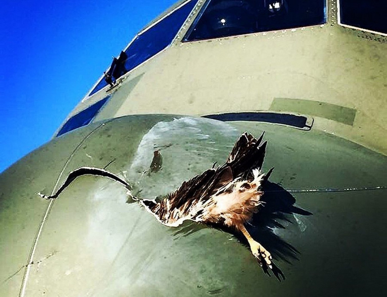Rostec schießt Hühner auf Flugzeugfenster