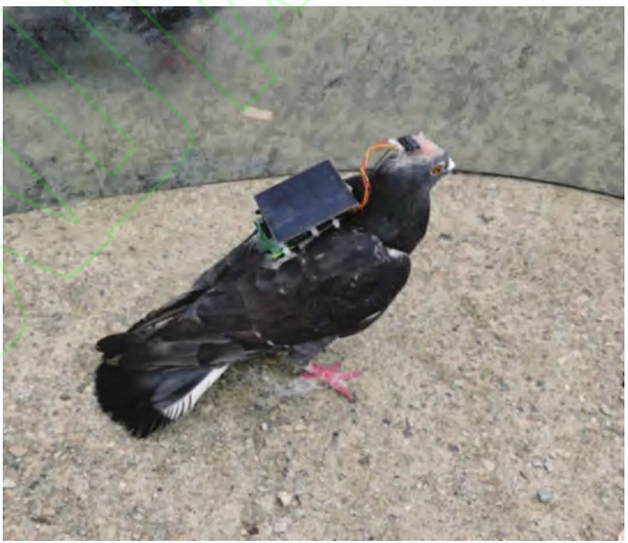 Страж-птицы на подходе: китайские учёные имплантировали в голову голубя чип с питанием от солнечной батареи, после чего смогли управлять полётом