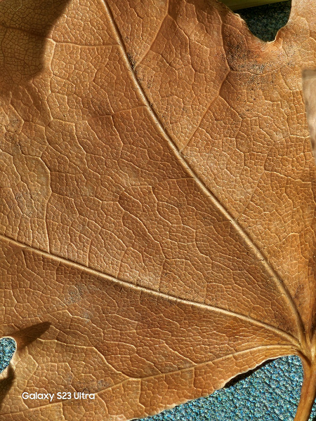 «Почему Vivo X100 Pro — новый король телеобъективов?», — колоссальную разницу между камерами Vivo X100 Pro и Samsung Galaxy S23 Ultra показали на примере