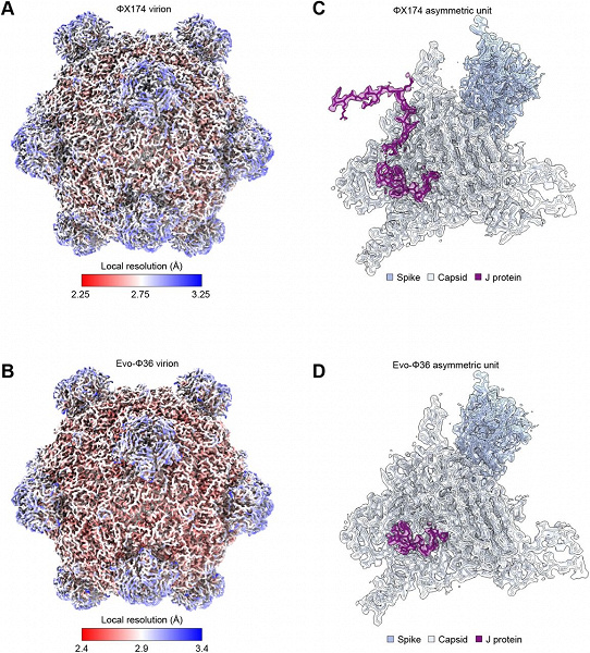 Искусственный интеллект создал вирусы, убивающие бактерии