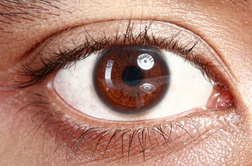 Сложный человеческий глаз. Фото Shutterstock