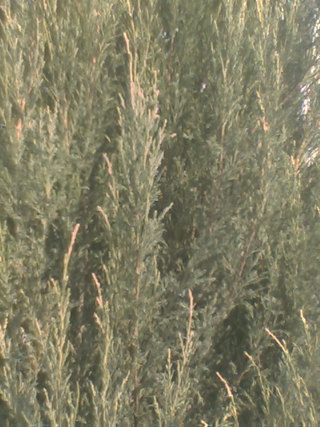 Внешняя камера