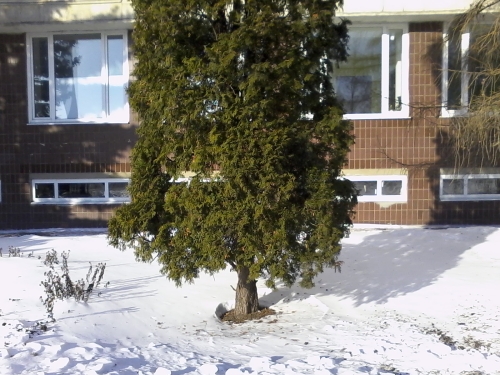 Highscreen Jet Duo пример снимка