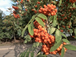 Пример снимка тыльной камерой смартфона Huawei Ascend P6