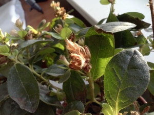 Обзор LG Optimus L9