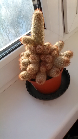 Обзор Sharp Aquos Phone SH930W