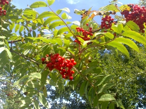 камера Sony Xperia sola — примеры снимков