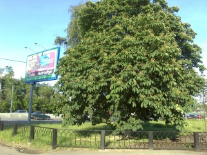 камера Sony Xperia U &mdash; примеры снимков