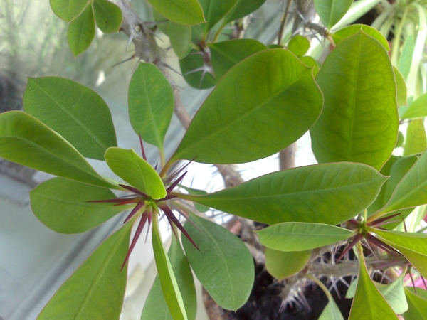 Sony Xperia U &mdash; макросъемка